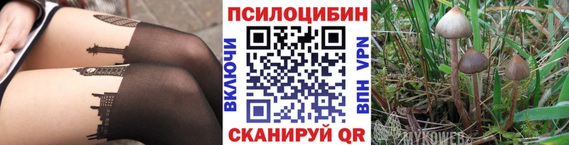 Псилоцибиновые грибы Psilocybe  Купить где  Ростов 